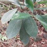 Ficus cyathistipula Blad