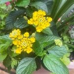 Lantana canescens Цвят