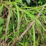 Pennisetum purpureum Leaf