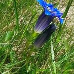 Gentiana acaulis Hábito
