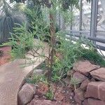 Acacia cultriformis Облик