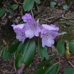 Rhododendron campanulatum Folha