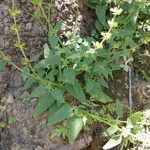 Stachys coccinea Hábitos