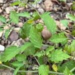 Physalis angulata Foglia