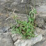 Epilobium alsinifolium Ffrwyth
