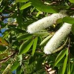 Cunonia capensis Hábito