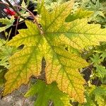 Acer macrophyllum Folha