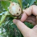 Solandra grandiflora Fruit