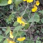 Gomesa bifolia Flor