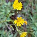 Pilosella lactucella Flower