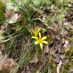 Gagea bohemica Fula