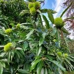 Castanea sativa Плод