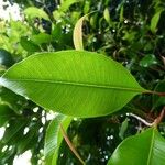 Syzygium aromaticum Leaf