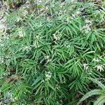 Geitonoplesium cymosum Hábito