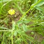 Trifolium patens Blad