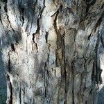 Dalbergia melanoxylon Кора