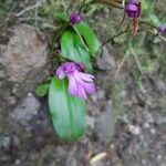 Cynorkis purpurascens Cvet