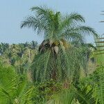 Attalea maripa Fruto