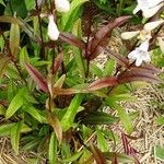 Penstemon digitalis Hoja
