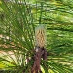 Pinus palustrisΛουλούδι