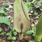 Arum maculatumBloem