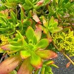 Sedum praealtum Celota