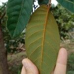 Virola sebifera Leaf