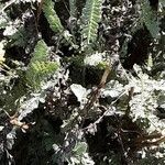 Achillea clypeolata Лист