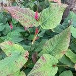 Persicaria orientalisKvět