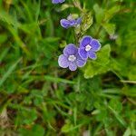 Veronica chamaedrysFlor