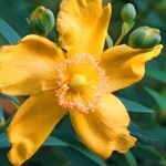 Hypericum × hidcoteense ফুল