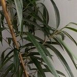 Ficus spp. ഇല