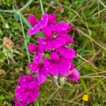 Lathyrus odoratusFlower