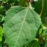 Populus grandidentata Folha