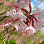 Rhododendron periclymenoides 花