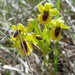 Ophrys luteaBlodyn