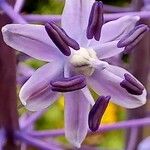 Nectaroscilla hyacinthoides 花