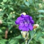 Strobilanthes attenuata Kukka