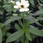 Zinnia spp. फूल