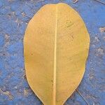 Calophyllum inophyllum Leaf