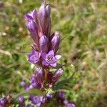 Gentianella lutescens Flower
