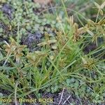 Cyperus flavescens Habit