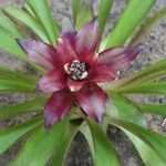 Guzmania lingulata Flower