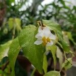 Begonia undulata 花