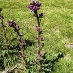 Cirsium palustre Habit