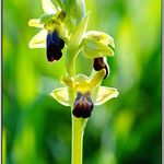 Ophrys sulcata Kita