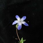 Cyananthus incanus Vekstform