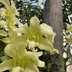 Dendrobium closterium