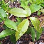 Cissus hypoglauca Leaf