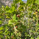 Ribes malvaceum Blatt